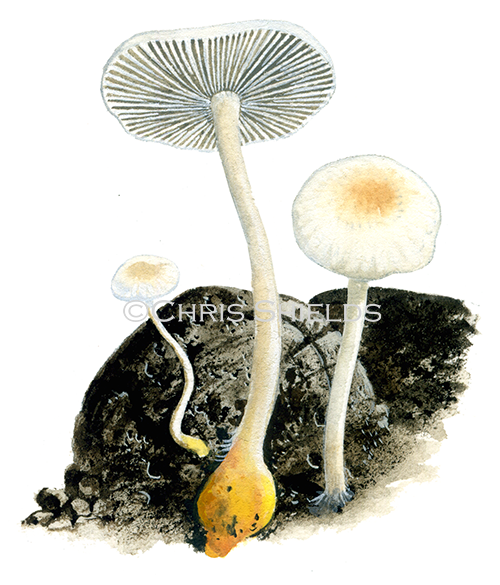 Illustration of Collybia (Collybia) cookei (Splitpea Shanklet) (#4024)