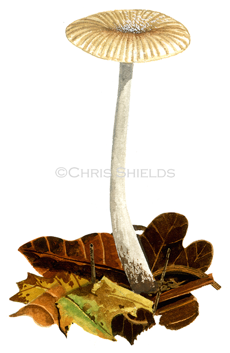 Illustration of Collybia (Gymnopus teginus) (#4033)