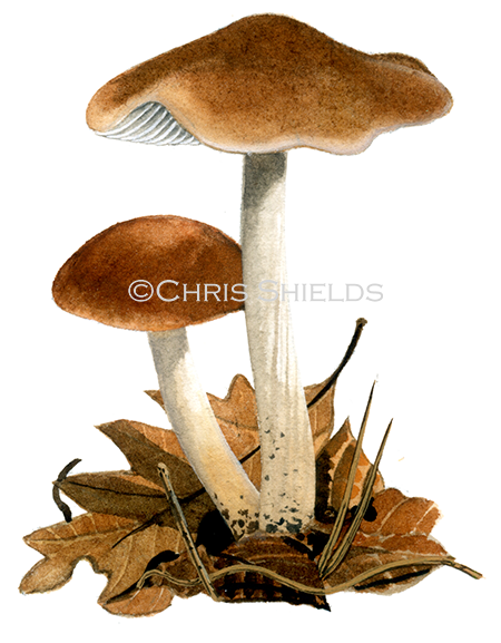 Illustration of Collybia (Rhodocollybia) distorta (#4051)