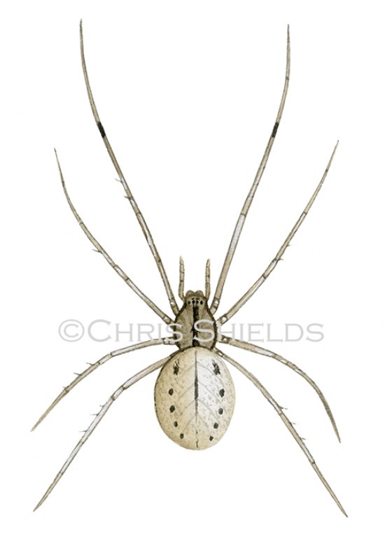 Illustration of Common Candy-Striped Spider (Entoptognatha ovata) (#2897)