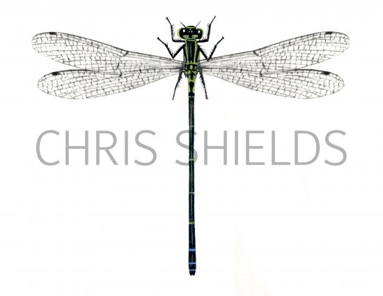 Illustration of Damselfly (Common Blue) female (Enallagma cyathigerum) (#1298)