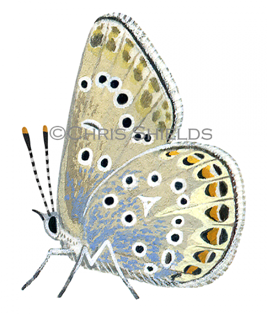 Illustration of Common Blue male (Polyommatus icarus) (#1377)