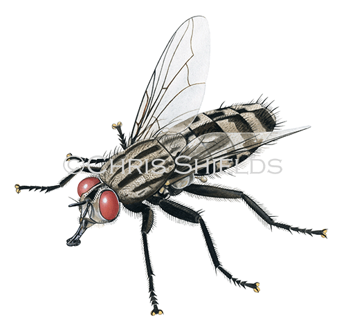 Illustration of Common Flesh Fly (Sarcophaga carnaria) (#4632)