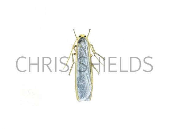 Illustration of Common Footman (Eilema turideola) (#1747)