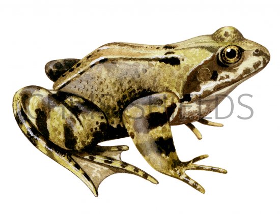 Illustration of Common Frog (Rana temporaria) (#3190)