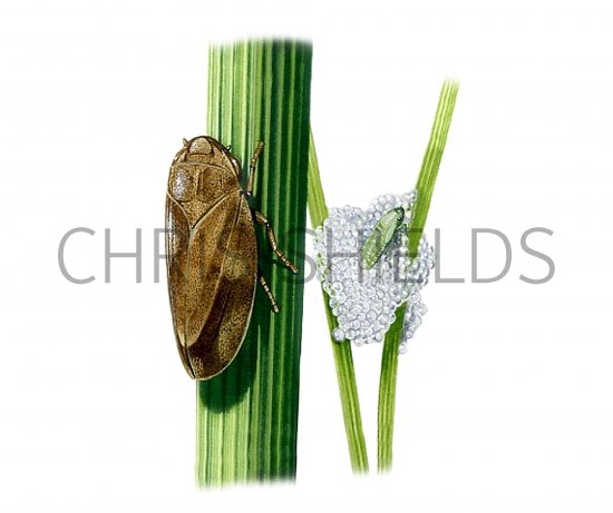 Illustration of Common Froghopper (Philaenus spumarius) (#1257)