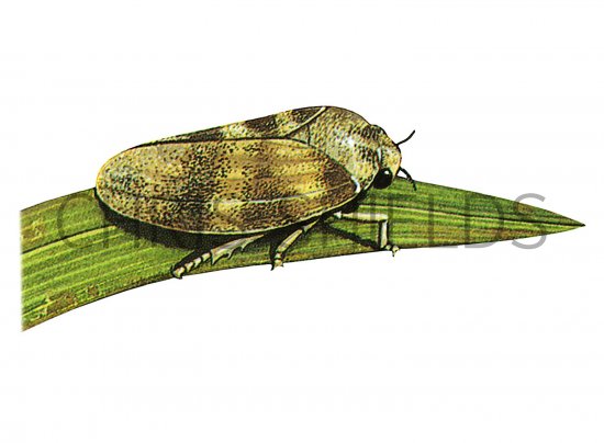 Illustration of Common Froghopper (Philaenus spumarius) (#1256)