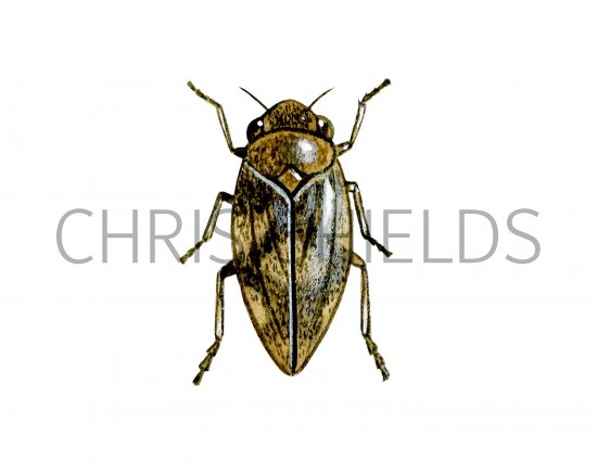 Illustration of Common Froghopper (Philaenus spumarius) (#2975)