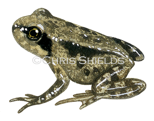 Illustration of Common Froglet  (Rana temporaria) (#3345)