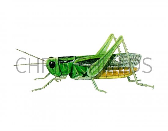 Illustration of Common Green Grasshopper (Omocestus viridulus) (#2582)