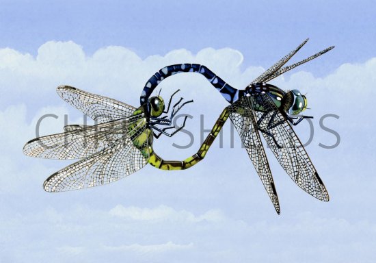 Illustration of Dragonfly (Common Hawker) Aeshna juncea (#2517)