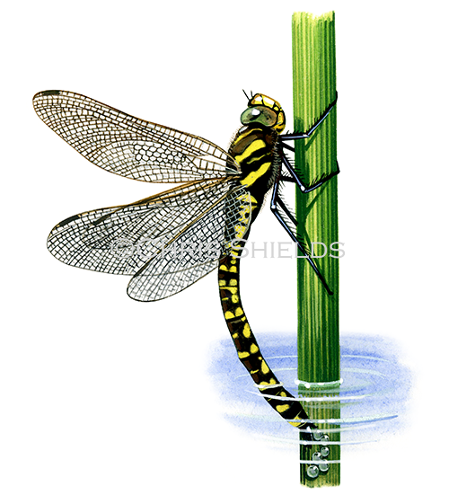 Illustration of Common Hawker (female) Aeshna juncea (#2789)