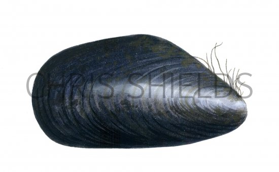 Illustration of Mussel (Common) Mytilus edulis (#0640)