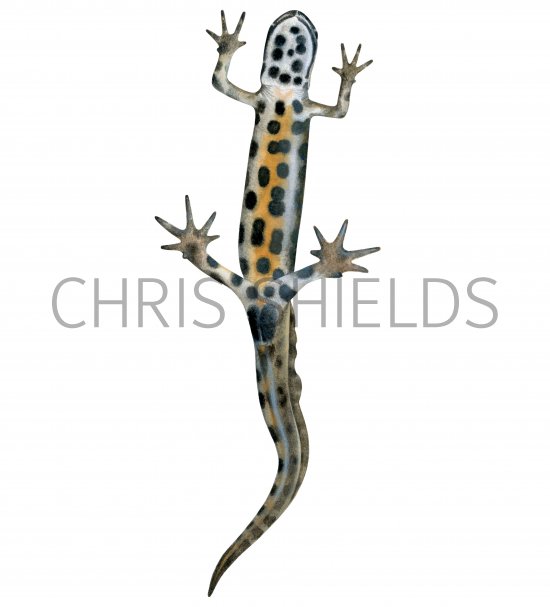 Illustration of Common Newt (Lissotriton vulgaris) (#4368)