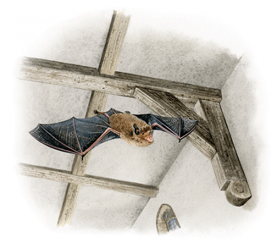 Illustration of Common Pipistrelle Bat (Pipistrellus pipistrellus) (#4680)