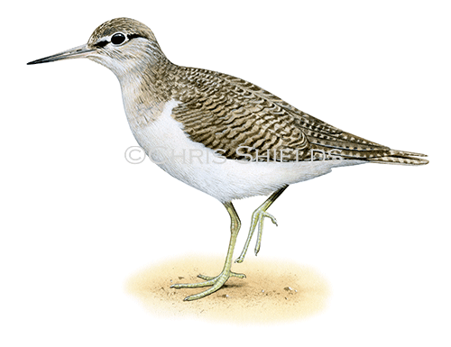 Illustration of Common Sandpiper (Actitis hypoleucos) (#4587)