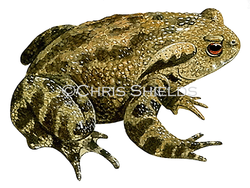 Illustration of Common Toad (Bufo bufo) (#2740)