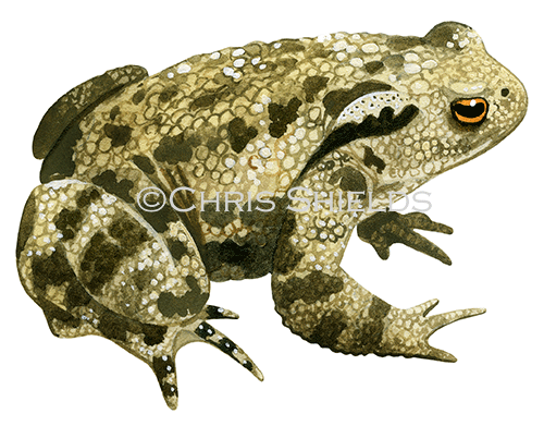 Illustration of Common Toad (Bufo bufo) (#2374)