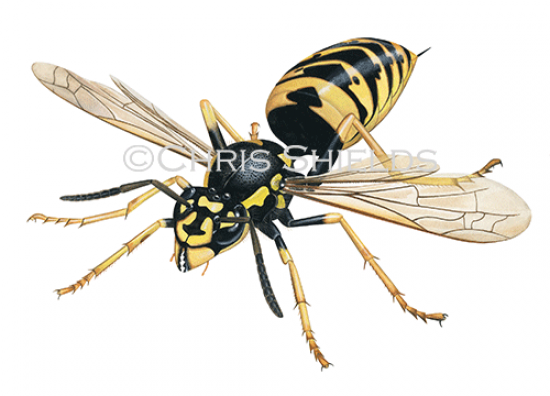 Illustration of Common Wasp (Vespula vugaris) (#4675)
