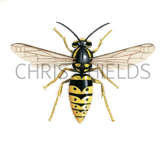 Illustration of Common Wasp female (Vespula vugaris) (#3163)