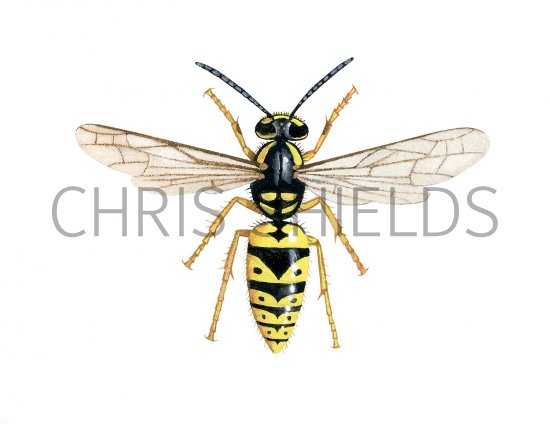Illustration of Common Wasp worker (Vespula vulgaris) (#3167)