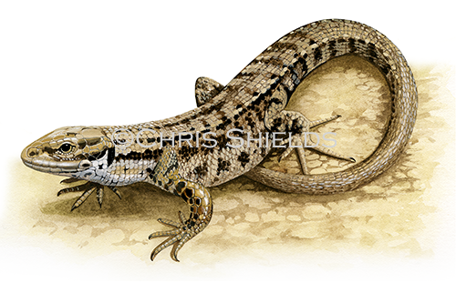 Illustration of Common or Viviparous Lizard (Zootoca vivipara) (#3465)