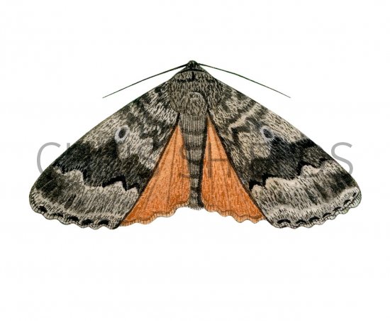 Illustration of Copper Underwing (Amphipyra pyramidea) (#2463)