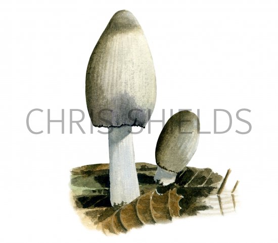 Illustration of Coprinopsis acuminata (Humpback Ink Cap) (#3817)