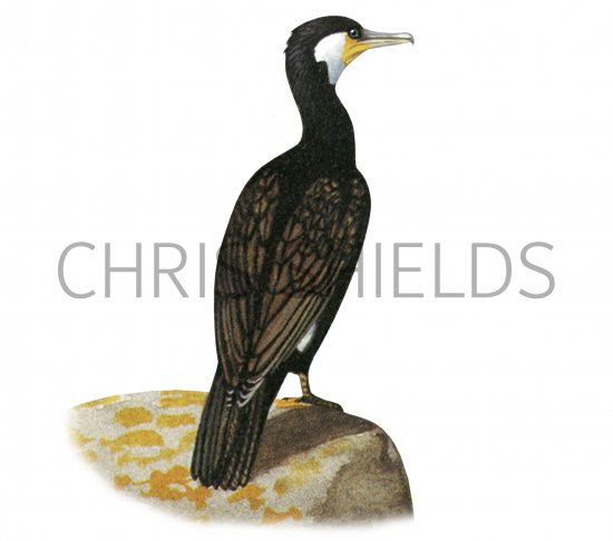 Illustration of Cormorant (Phalacrocorax carbo) (#3642)