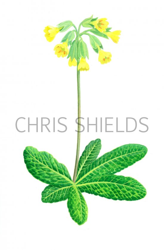 Illustration of Cowslip (Primula veris) (#2080)