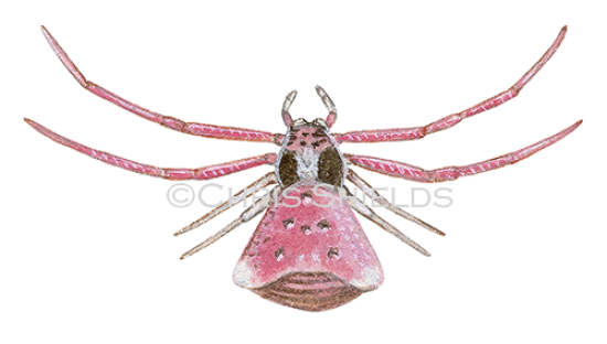 Illustration of Crab Spider female (Thomisus onustus) (#3311)