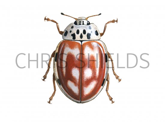 Illustration of Cream-streaked Ladybird (4-spot form) Harmonia 4-punctata (#0491)