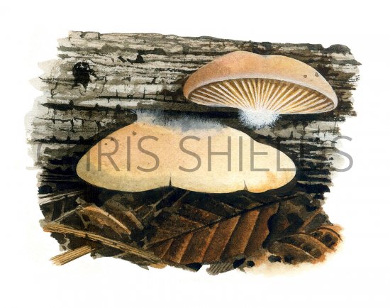 Illustration of Crepidotus applanatus (Flat Oysterling) (#3606)