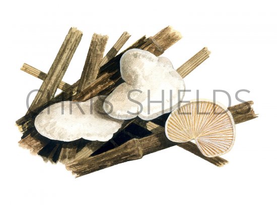 Illustration of Crepidotus luteolus (Yellowing Oysterling) (#3616)