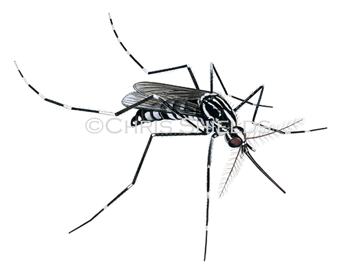 Illustration of Cretan Mosquito - Aedes (Stegomyia) cretinus (#4565)