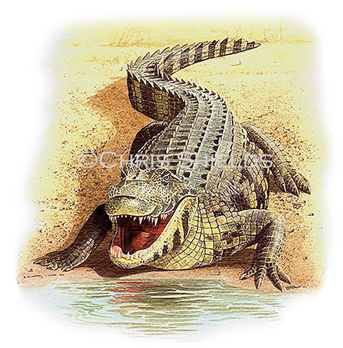 Illustration of Crocodile (Crocodylus niloticus) (#2984)