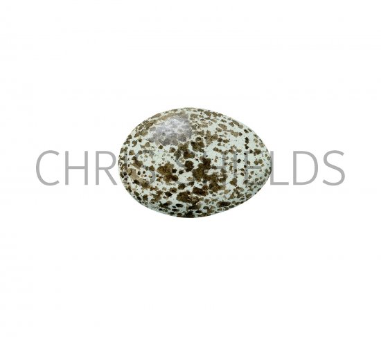 Illustration of Crow egg (Corvus corone) (#3284)