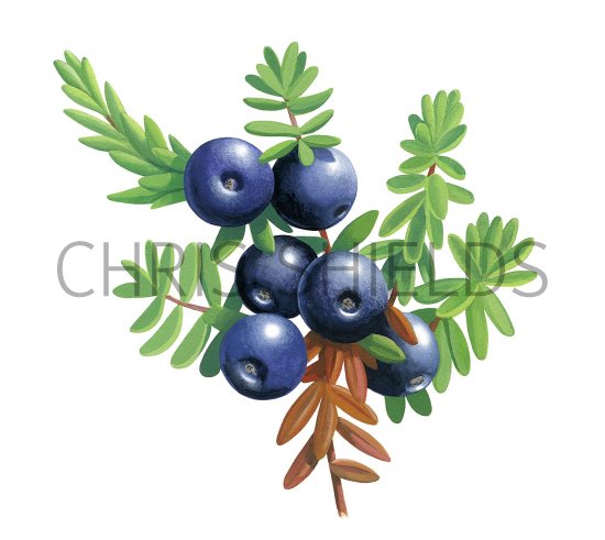 Illustration of Crowberry (Empetrum nigrum) (#3444)