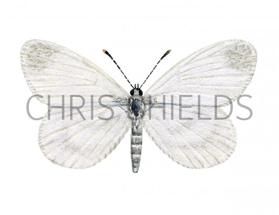 Illustration of Cryptic Wood White (female) Leptidea juvernica (#2622)