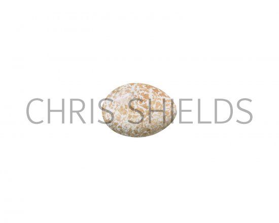 Illustration of Cuckoo egg (Cuculus canorus) (#3290)