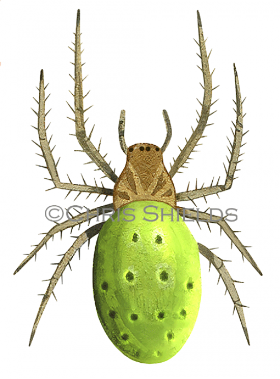 Illustration of Cucumber Green Spider (Araniella cucurbitina) (#3679)