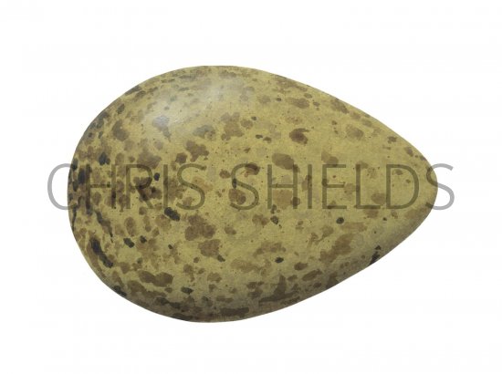 Illustration of Culew egg (Numenius arquata) (#1774)