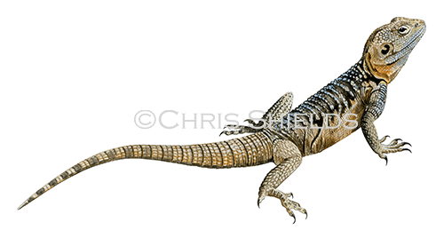 Illustration of Cyprus Rock Agama (Stellagama stellio cypriaca) (#4568)