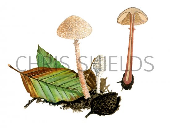 Illustration of Cystolepiota adulterina (#1690)