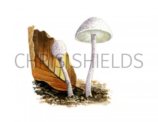 Illustration of Cystolepiota seminuda (Bearded Dapperling) (#1692)