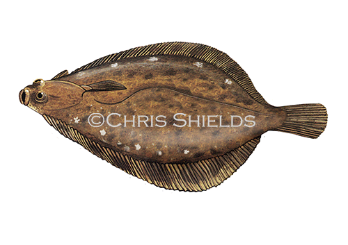 Illustration of Dab (Limanda limanda) (#4309)