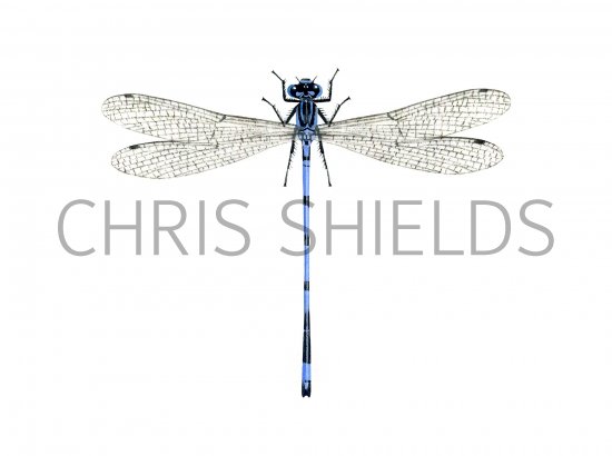 Illustration of Damselfly (Azure) (male) Coenagrion puella (#1066)