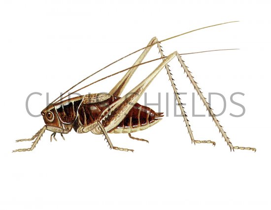 Illustration of Dark Bush Cricket (Pholidoptera griseoaptera) (#2577)