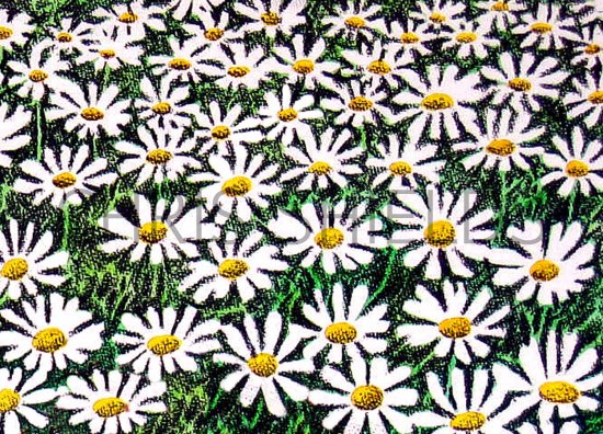 Illustration of Dasies (#4377)