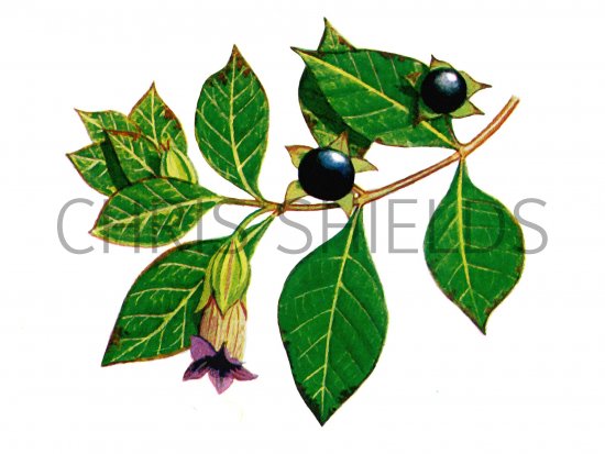 Illustration of Deadly Nightshade (Atropa belladonna) (#0942)